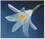 (image for) White Lily